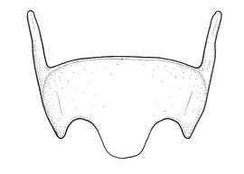  Fig 11,  Anthidium mormonum  male, diagram showing ventral view of sixth sternum (S6), diagram from Gonzalez and Griswold 2013 
